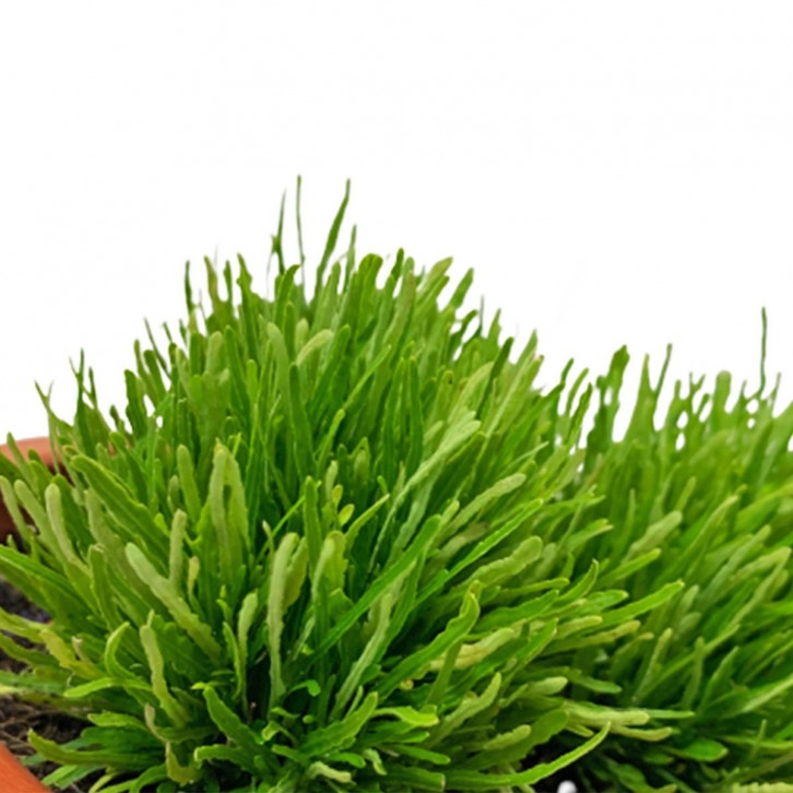 Hemigraphis Repanda (Dragon Tongue)