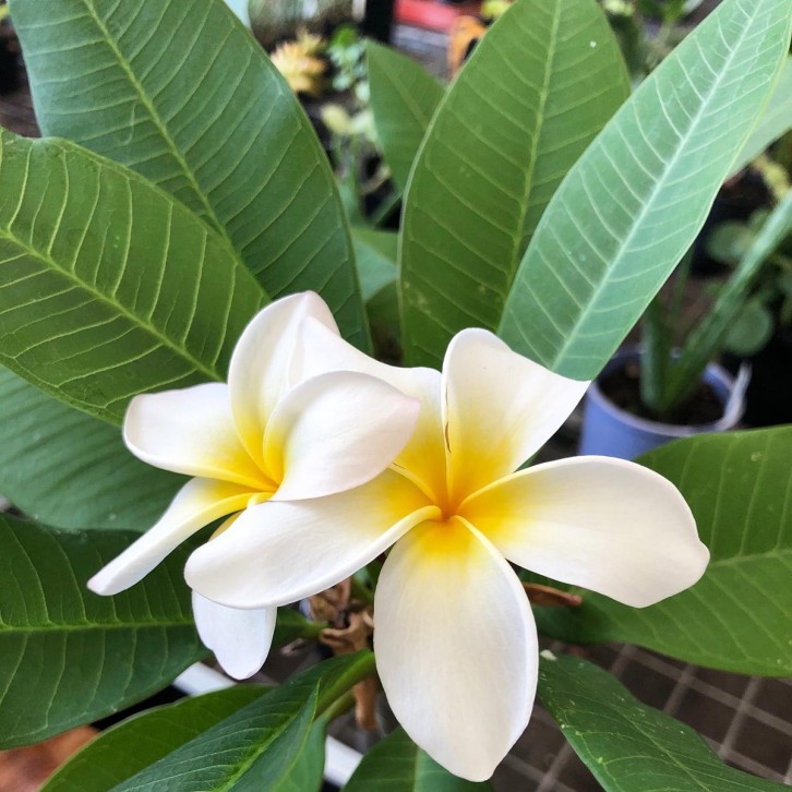 Frangipani Plant (Plumeria)