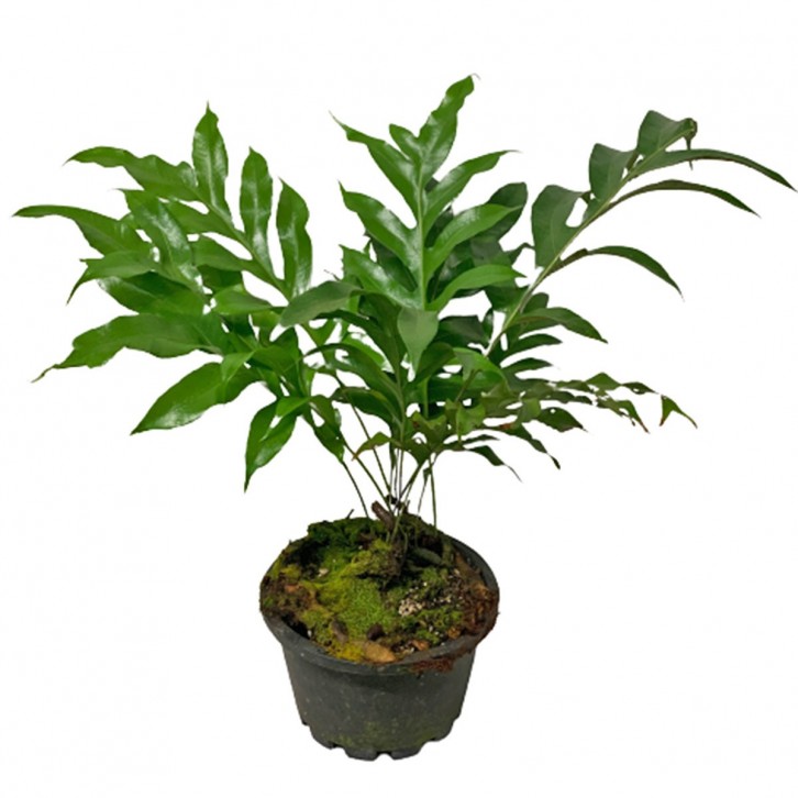 Drynaria Rigidula (Basket Fern)