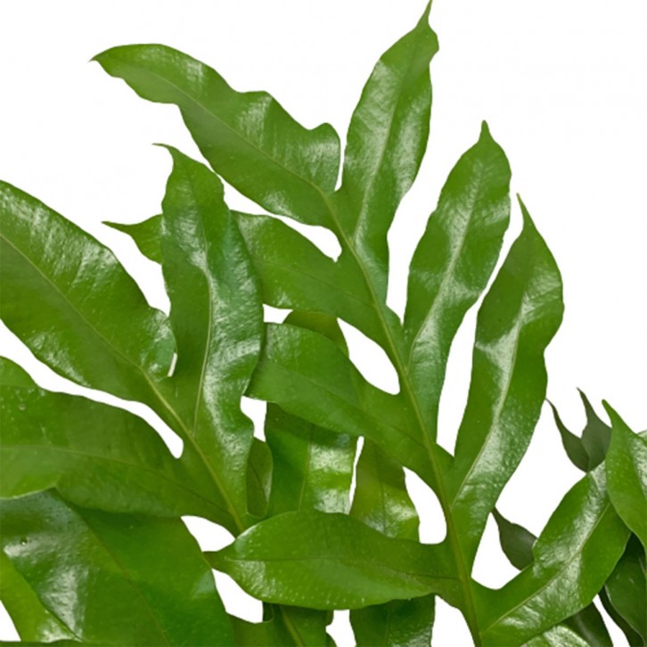 Drynaria Rigidula (Basket Fern)