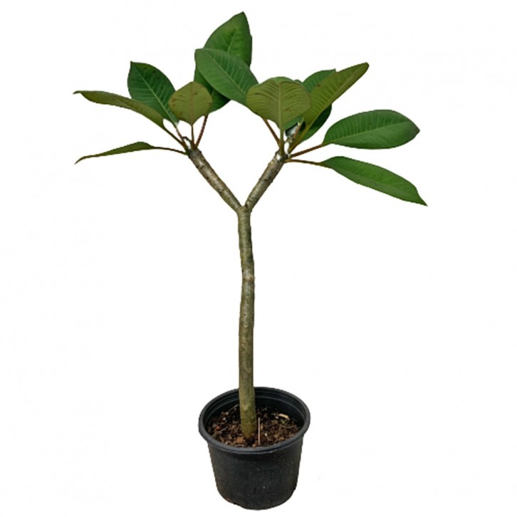 Frangipani Plant (Plumeria)