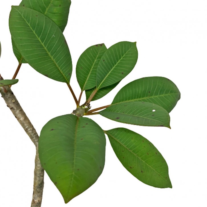 Frangipani Plant (Plumeria)