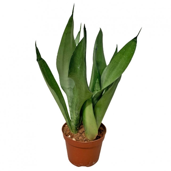 Sansevieria Trifasciata 'Moonshine'