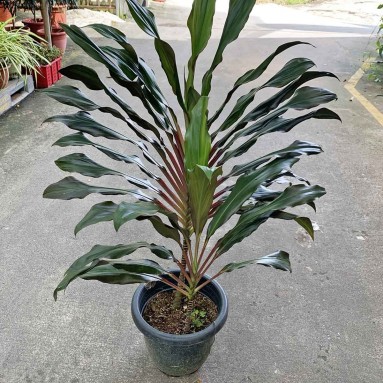 Cordyline fruticosa 'Traveller'