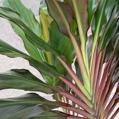 Cordyline fruticosa 'Traveller'