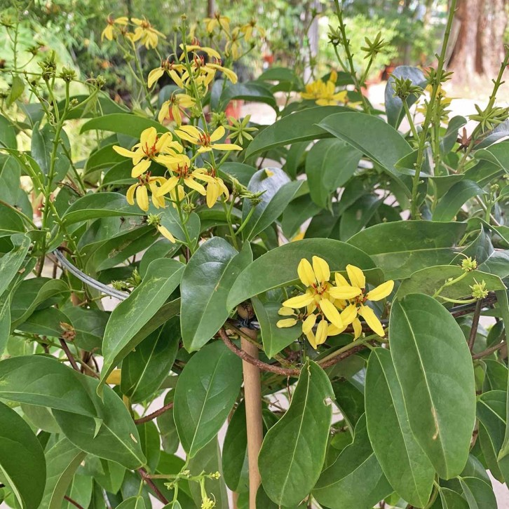 Tristellatea Australasiae (Maiden Jealousy)