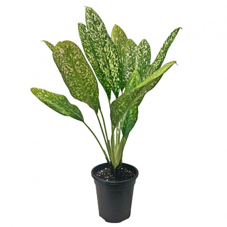 Aglaonema 'White Valentine'
