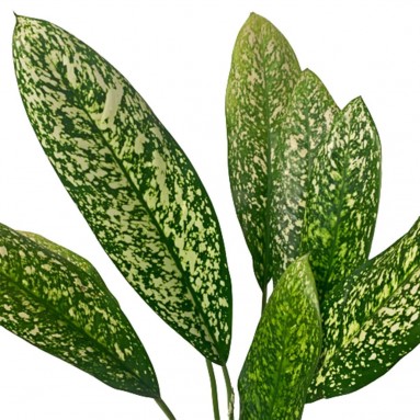 Aglaonema 'White Valentine'