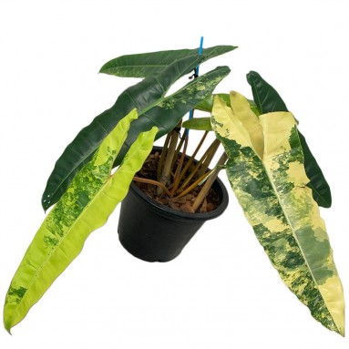 Philodendron Billietiae Variegated (SN8803)