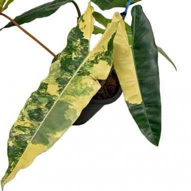 Philodendron Billietiae Variegated (SN8803)