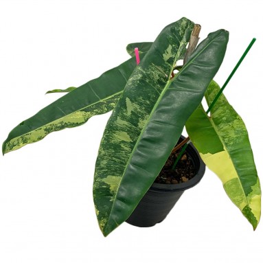 Philodendron Billietiae Variegated (SN8804)