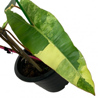 Philodendron Billietiae Variegated (SN8804)