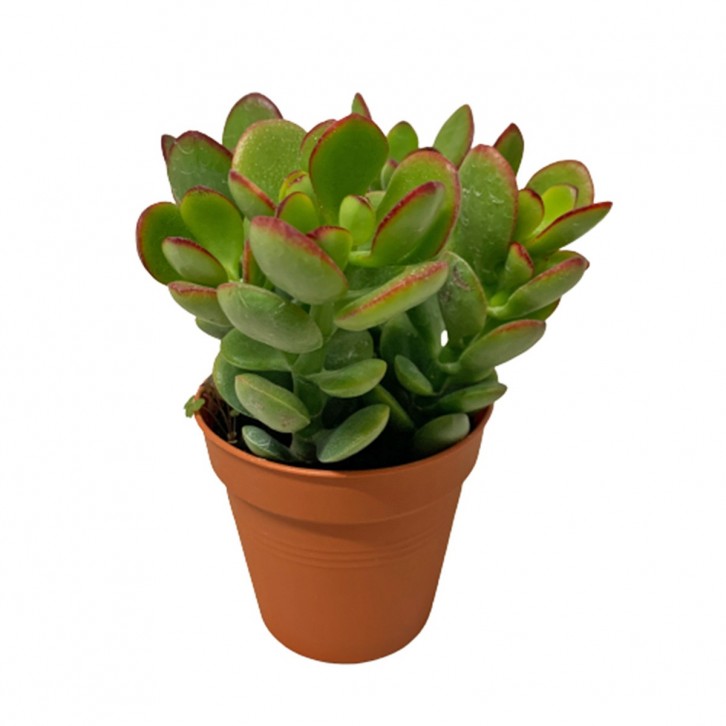 Crassula Ovata (Jade Plant)
