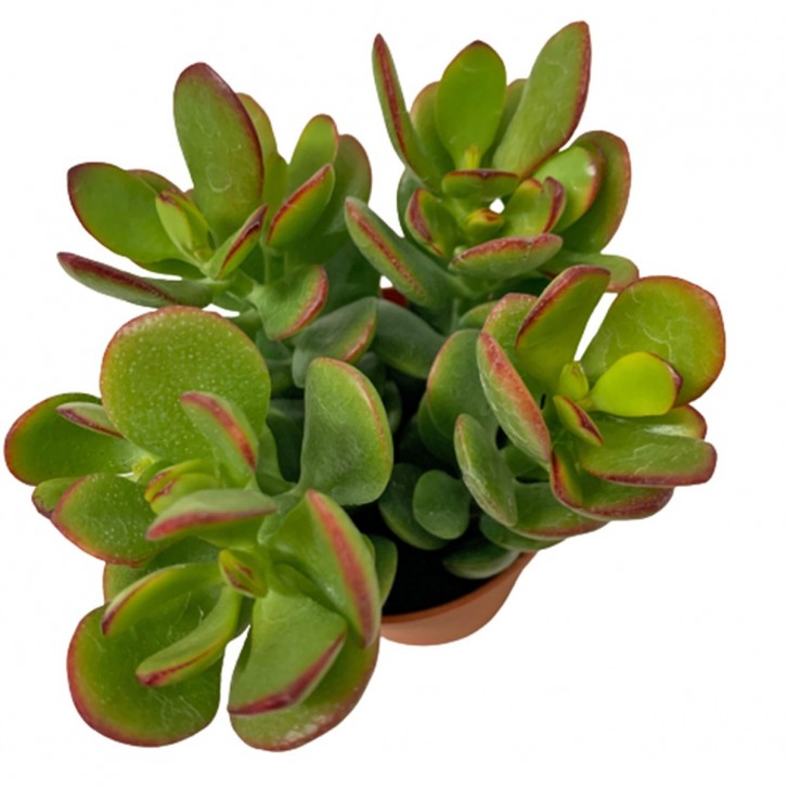 Crassula Ovata (Jade Plant)