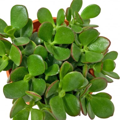 Crassula Ovata (Jade Plant)