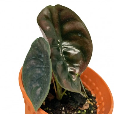 Alocasia Cuprea