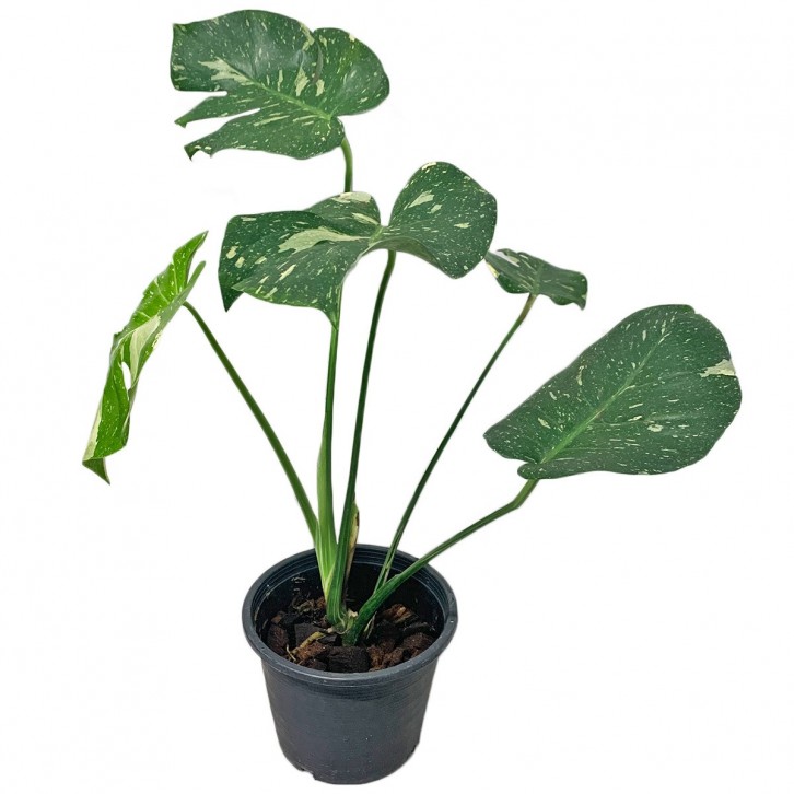 Monstera Thai Constellation