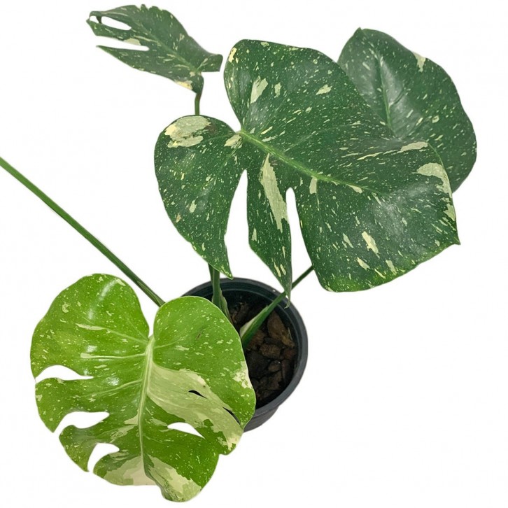 Monstera Thai Constellation