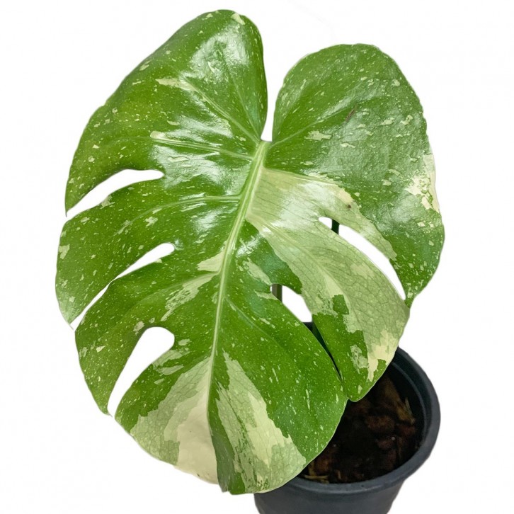 Monstera Thai Constellation