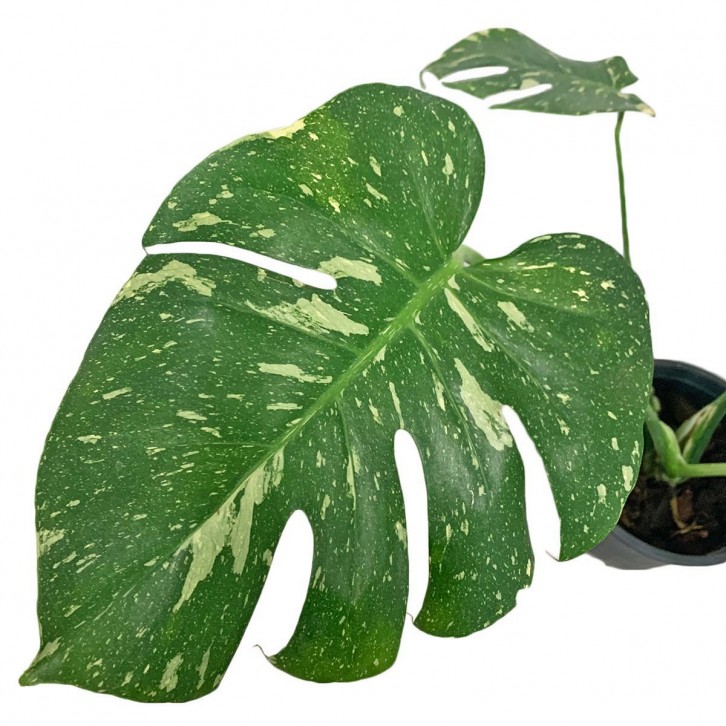 Monstera Thai Constellation