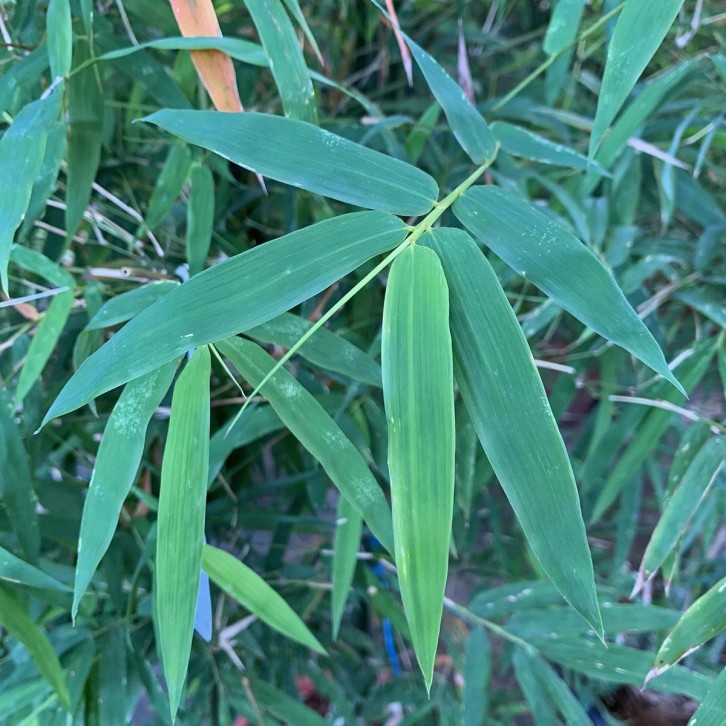 Bamboo Plant (Bambusa spp)