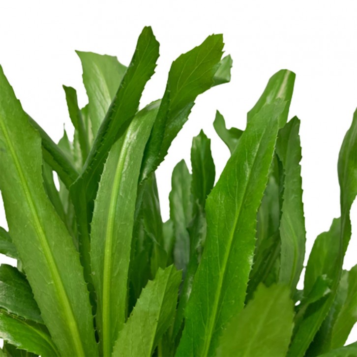 Culantro 泰国香菜 Thai Parsley (Eryngium Foetidum)