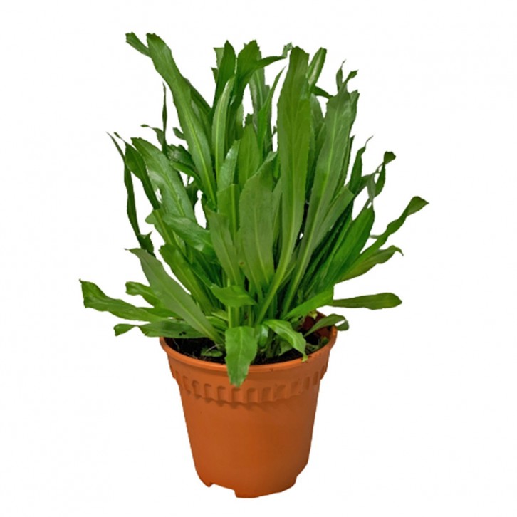 Culantro 泰国香菜 Thai Parsley (Eryngium Foetidum)