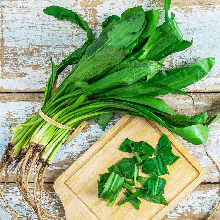 Culantro 泰国香菜 Thai Parsley (Eryngium Foetidum)