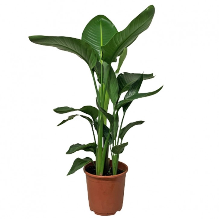 Strelitzia Alba (Birds of Paradise)