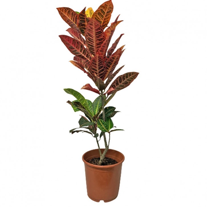 Croton Petra (Codiaeum Variegatum)