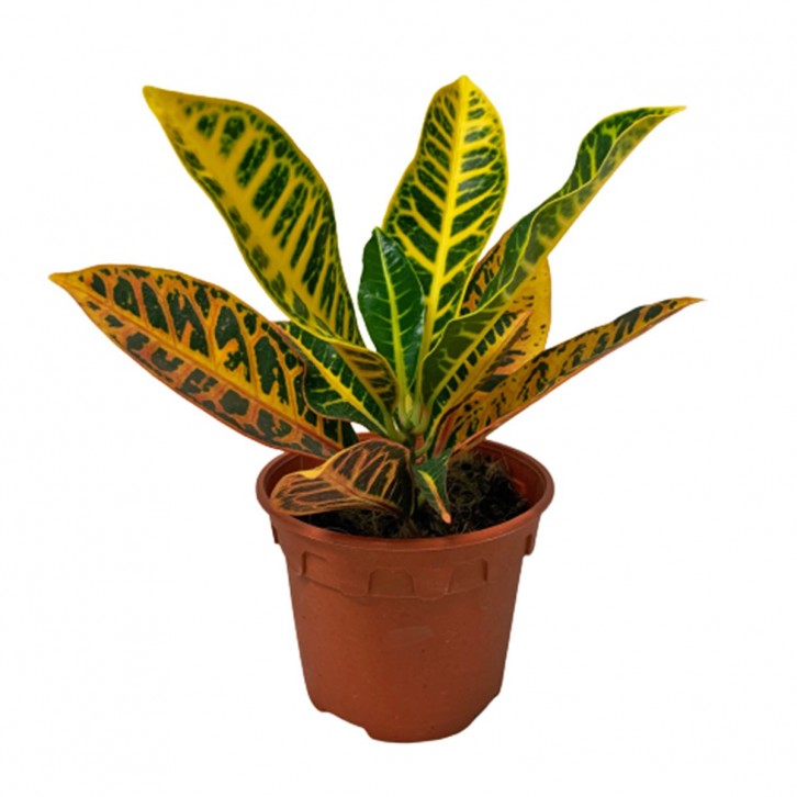Croton Petra (Codiaeum Variegatum)