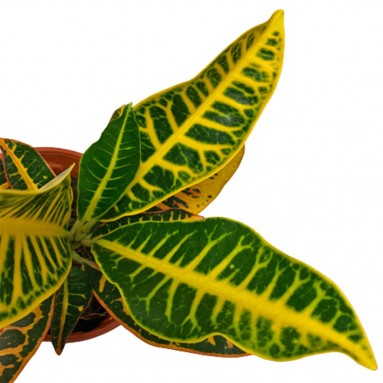 Croton Petra (Codiaeum Variegatum)