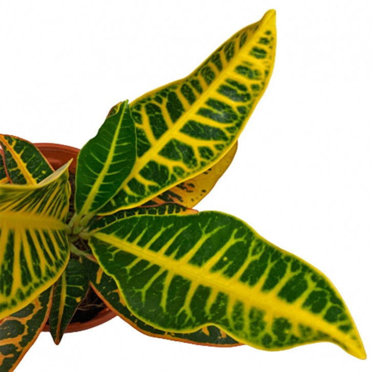 Croton Petra (Codiaeum Variegatum)
