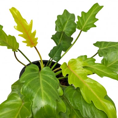 Philodendron Xanadu 'Golden'