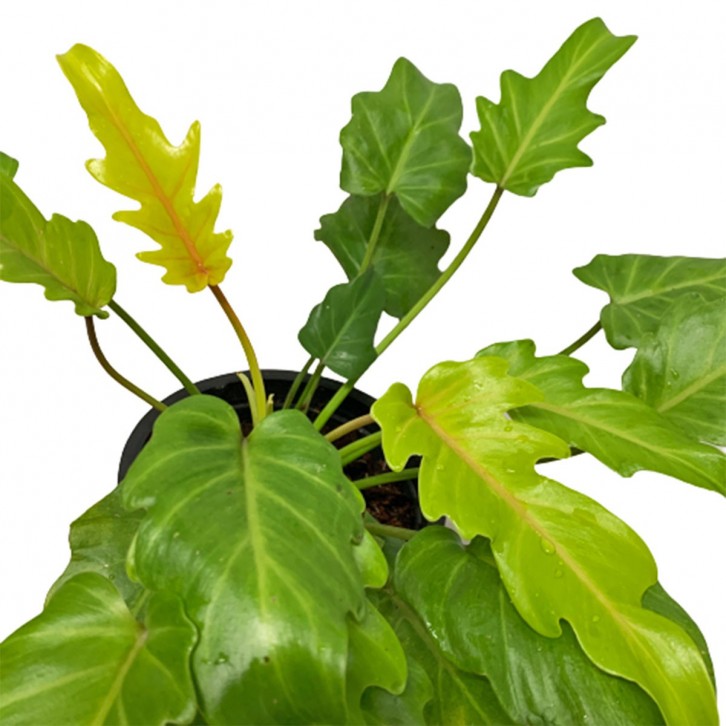 Philodendron Xanadu 'Golden'