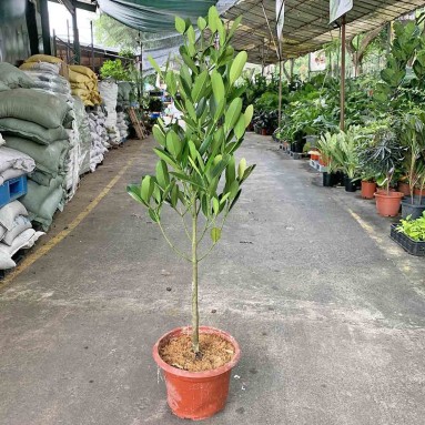 Garcinia Subelliptica 菲島福木 (Happiness Tree)