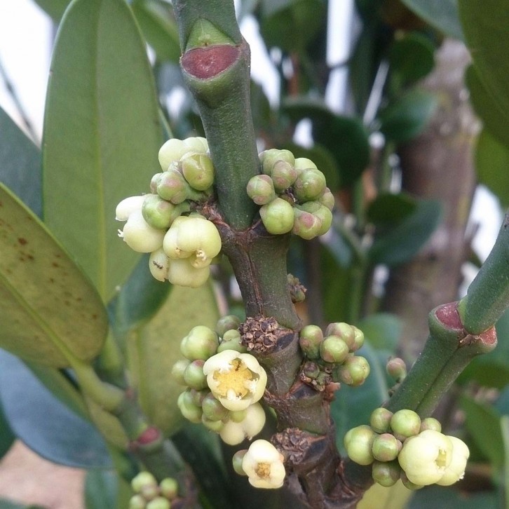 Garcinia Subelliptica 菲島福木 (Happiness Tree)
