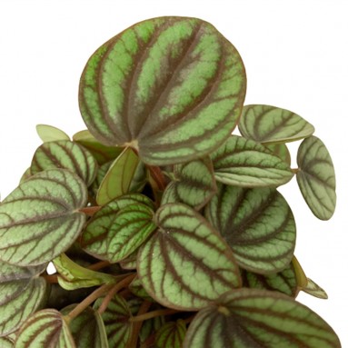 Peperomia Albovittata 'Piccolo Banda'