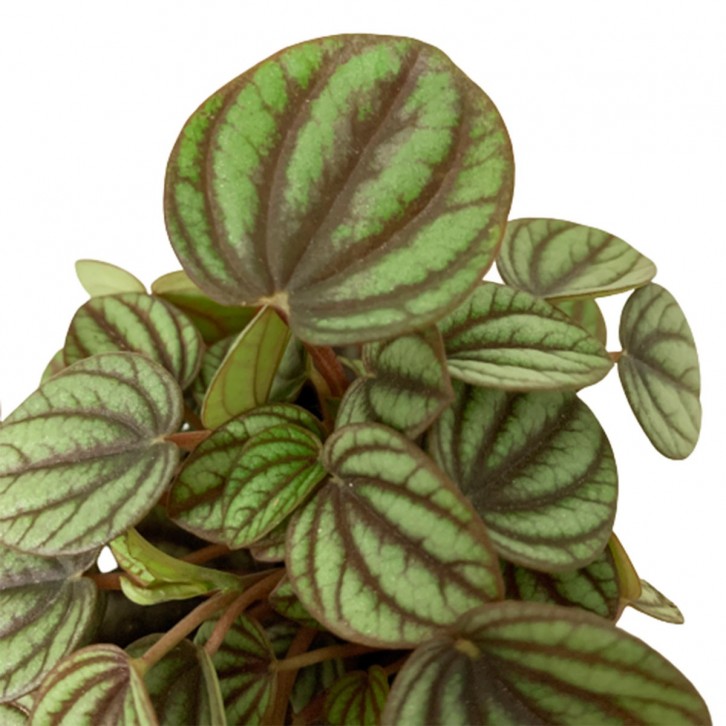 Peperomia Albovittata 'Piccolo Banda'
