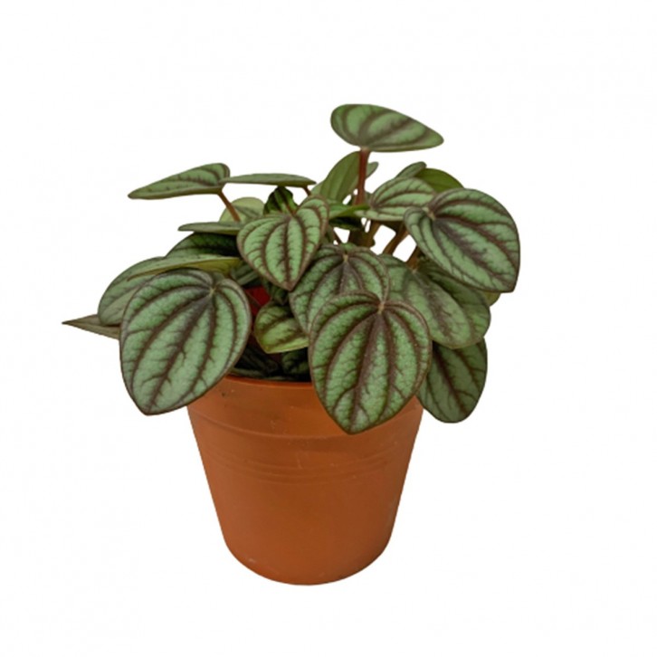 Peperomia Albovittata 'Piccolo Banda'