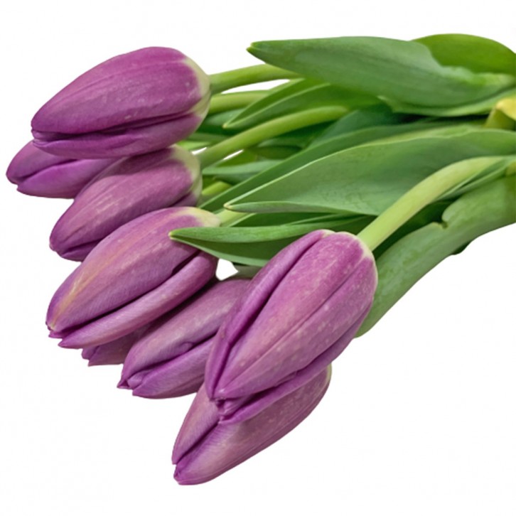 FreshCut Tulips