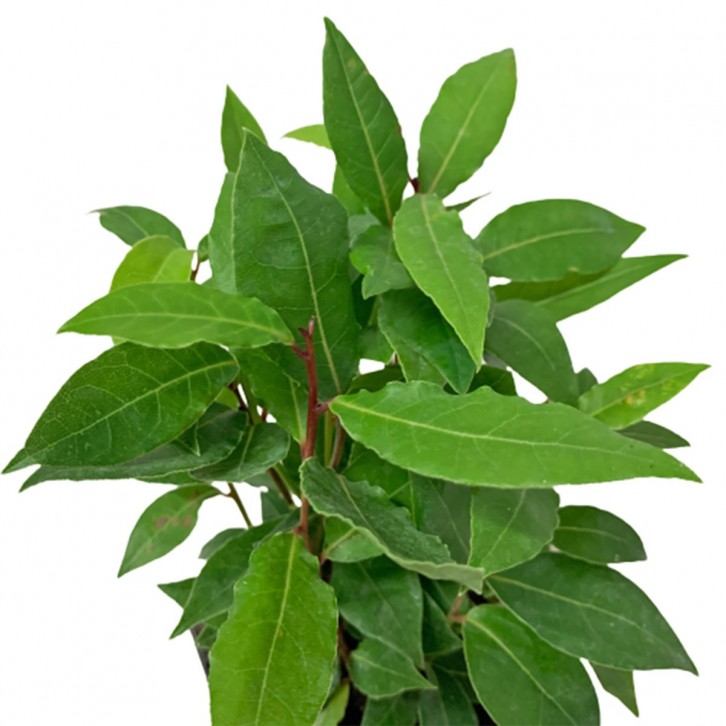 Bay Leaf 月桂叶 (Laurus Nobilis) Holland