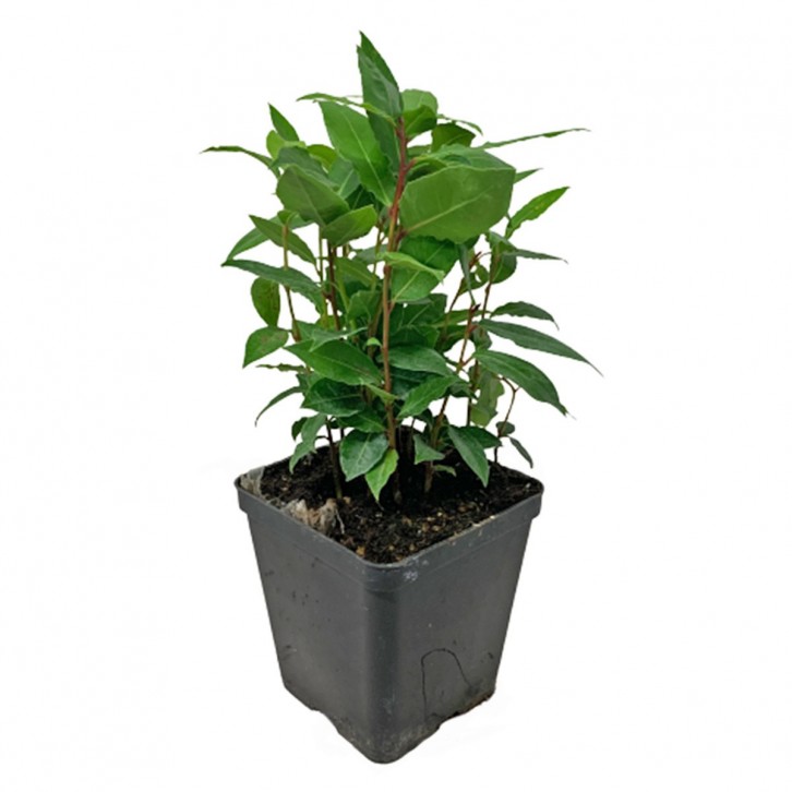 Bay Leaf 月桂叶 (Laurus Nobilis) Holland