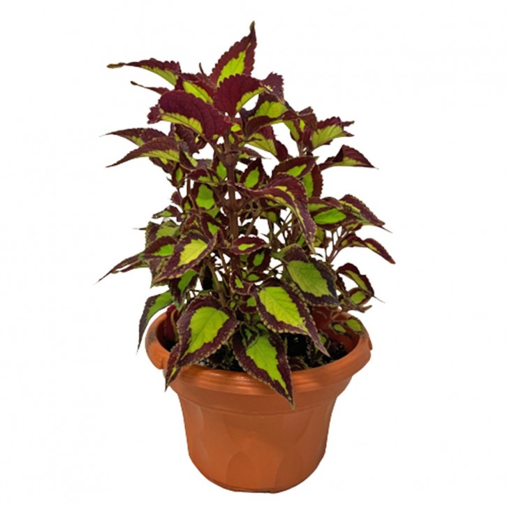 Coleus Scutellarioides 五彩苏