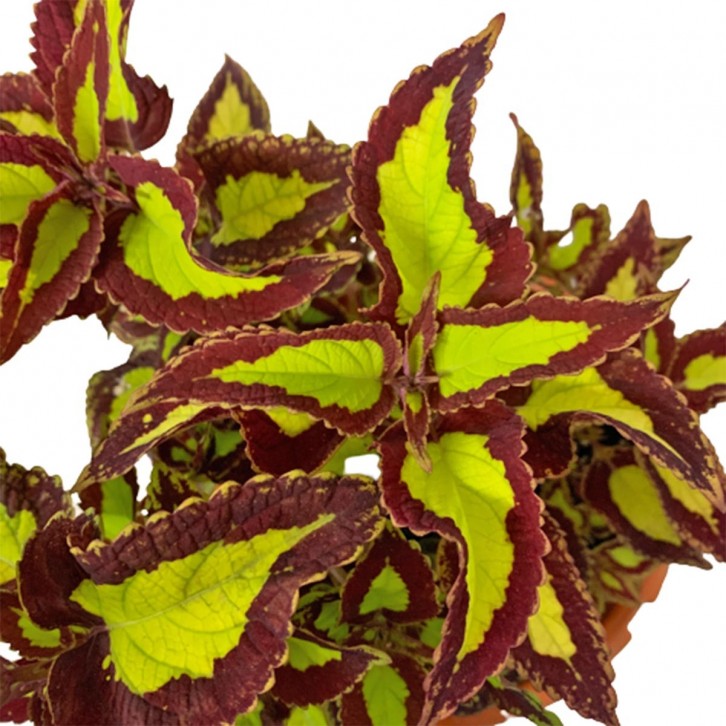 Coleus Scutellarioides 五彩苏