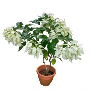 Mussaenda Philippica 'Snow Queen'