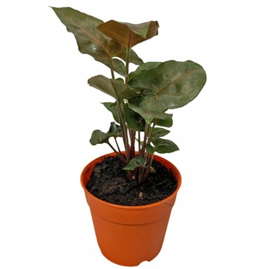 Syngonium Podophyllum 'Maria Allusion' (Arrowhead Plant)