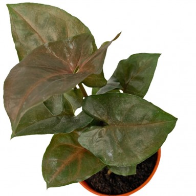 Syngonium Podophyllum 'Maria Allusion' (Arrowhead Plant)