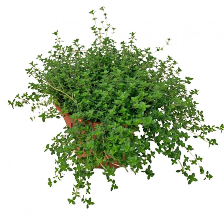 Thyme 百里香 (Thymus Vulgaris)