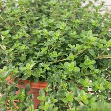 Thyme 百里香 (Thymus Vulgaris)